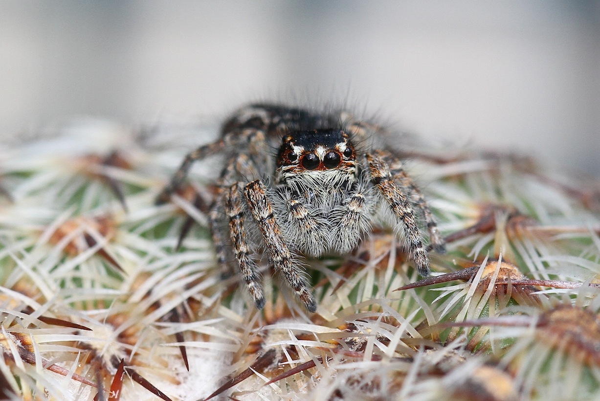 Philaeus chrysops - Roma (RM)